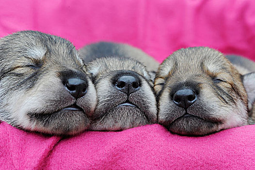 三个,小动物,鼻子,睡觉