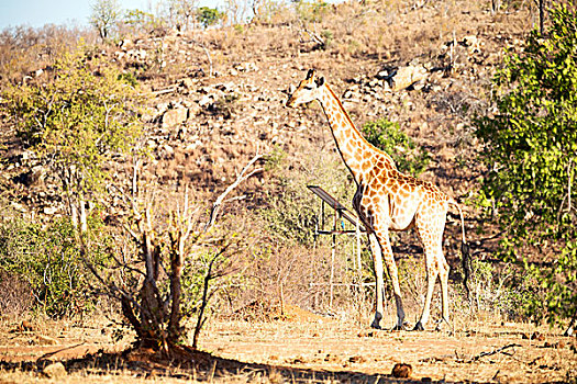 模糊,南非,野生动物,自然保护区,野生,长颈鹿