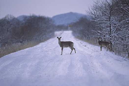 鹿,雪路