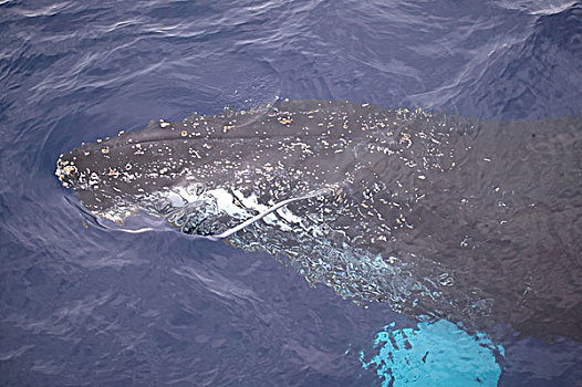 驼背鲸,大翅鲸属,鲸鱼,仰视,表面,展示,头部,德雷克海峡,南极