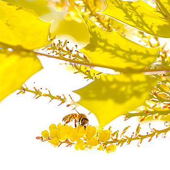 蜜蜂,黄花,绿叶