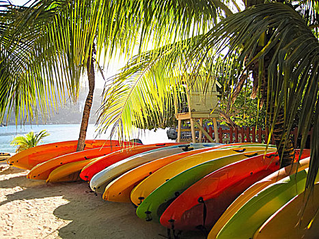 排,彩色,皮划艇,沙滩,棕榈树