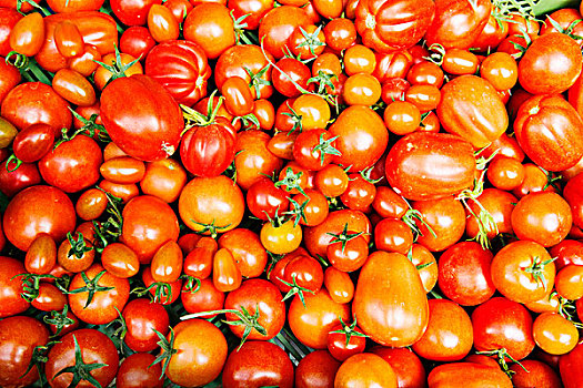 西红柿,种类,尺寸