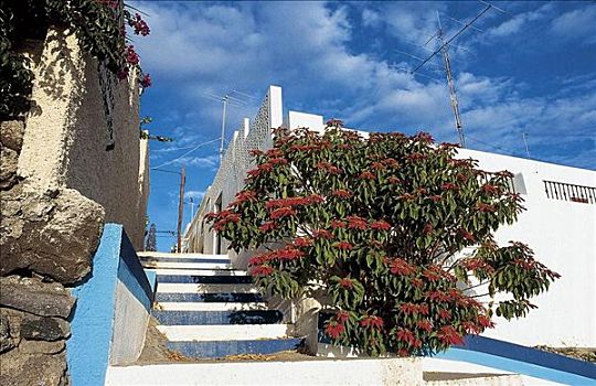 植物,一品红,房子,加纳利群岛,西班牙,欧洲