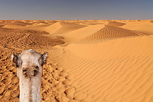 头部,单峰骆驼,撒哈拉沙漠,靠近,突尼斯,区域,北非,非洲