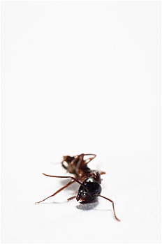 死,蚂蚁,隔绝,白色背景