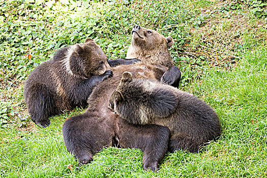 棕熊,成年,女性,吸吮,幼兽,俘获,巴伐利亚森林国家公园,巴伐利亚,德国,欧洲