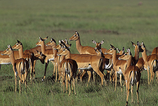 肯尼亚,马赛马拉,黑斑羚,看,食肉动物