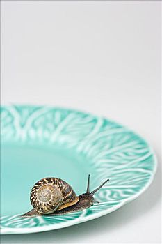 蜗牛,盘子