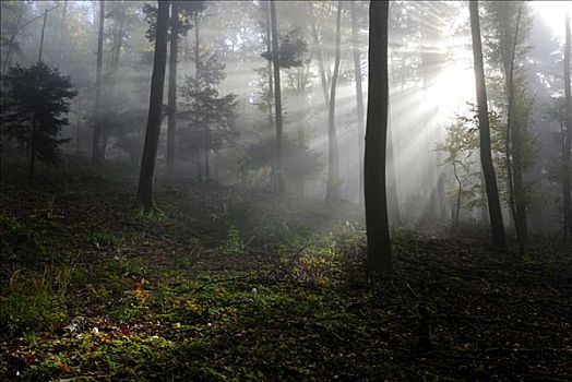秋天,树林,太阳,薄雾,巴登符腾堡,德国,欧洲