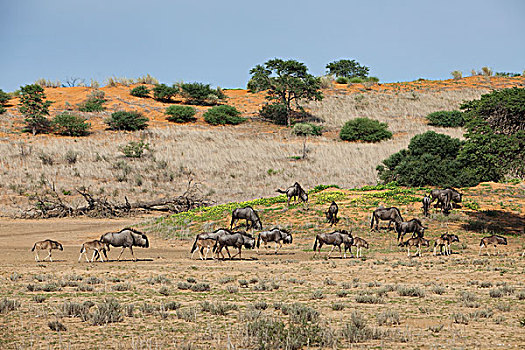 蓝角马,角马,牧群,风景,卡拉哈迪大羚羊国家公园,博茨瓦纳