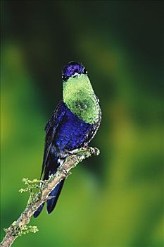 蜂鸟,栖息,低地,雨林,哥斯达黎加