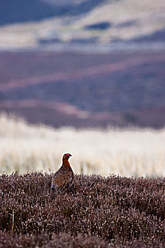 红松鸡,柳雷鸟,约克郡谷地,英格兰