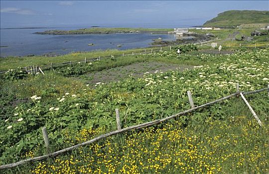 海岸,草地,纽芬兰