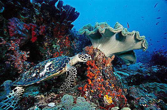玳瑁,礁石,印度尼西亚