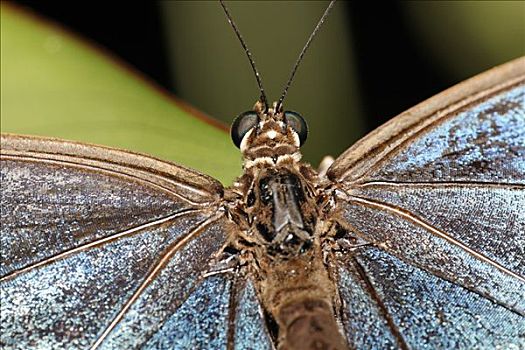 蓝色大闪蝶,南美大闪蝶,哥斯达黎加