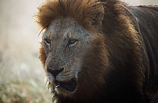 狮子,雄性,头像,克鲁格国家公园,南非,非洲