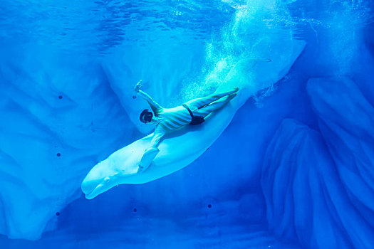 上海海昌海洋公园白鲸表演