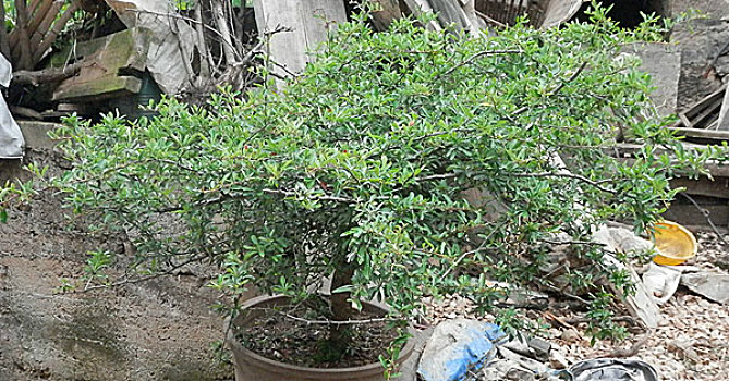 盆栽火棘,植物,植株,生长期,种植,观赏