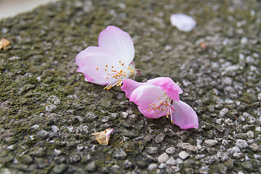 初春樱花园风光