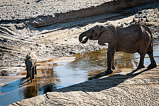 荒芜,大象,靠近,纳米比亚