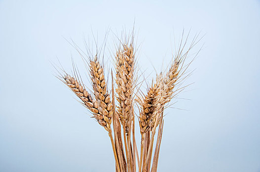 一把成熟的小麦麦穗