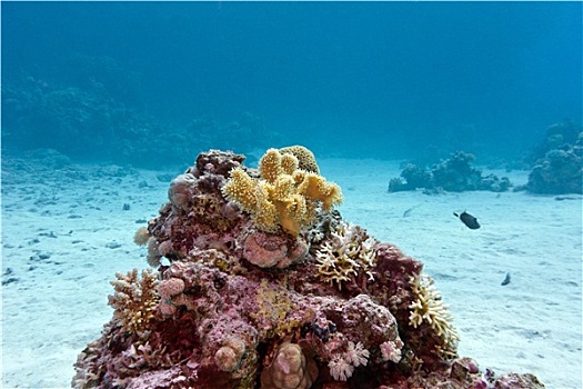 珊瑚礁,黄色,软珊瑚,仰视,热带,海洋