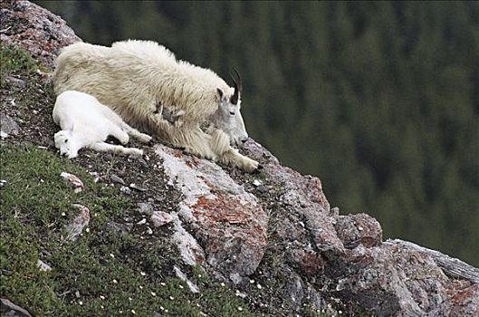 石山羊,雪羊,休息,石头,落基山脉,北美