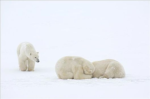 北极熊,冰