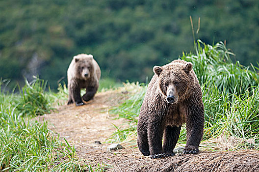 棕熊,女性,幼兽,卡特麦国家公园,阿拉斯加,美国,北美
