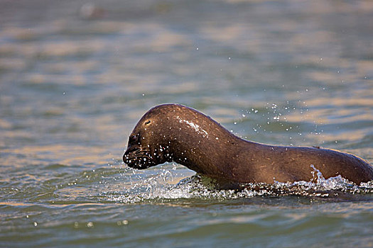 南美海狮,南方,海狮,女性,站在水中,帕拉加斯,国家公园,秘鲁