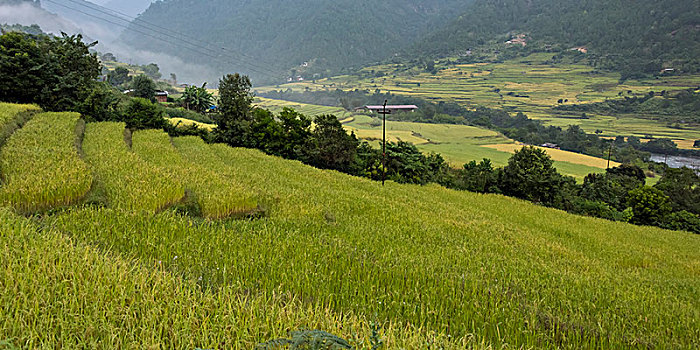 茂密,青草,斜坡,风景,山谷,廷布,不丹