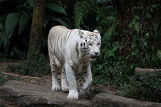 新加坡动物园老虎白虎