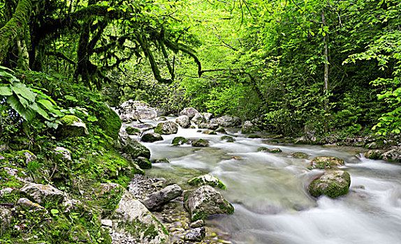 河,漂亮,树林