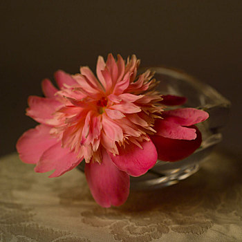 粉色,牡丹,花,玻璃碗