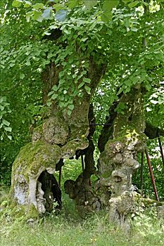 菩提树,树,1000年,老,靠近,山,巴伐利亚森林,巴伐利亚,德国,欧洲