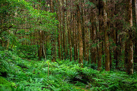 台湾宜兰县森林高山湖泊明池,翠绿的树林与菁苔