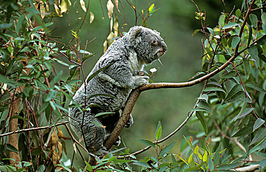 树袋熊,成年,澳大利亚