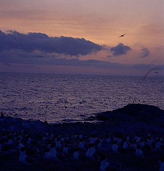 青海鸟岛