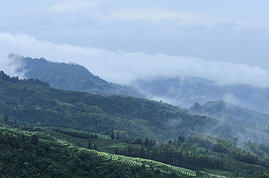 宜宾珙县鹿鸣茶山自然风光