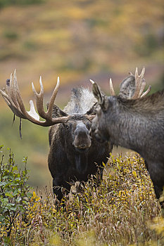 驼鹿,母牛,展出,求爱,动作,电线,楚加奇州立公园,楚加奇山,阿拉斯加
