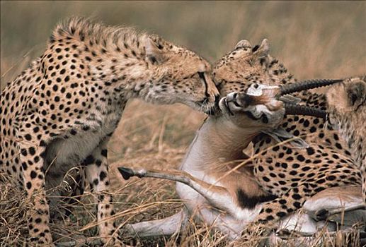 印度豹,猎豹,一对,汤氏瞪羚,塞伦盖蒂,坦桑尼亚