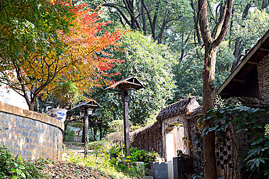 多彩枫叶,缤纷秋叶