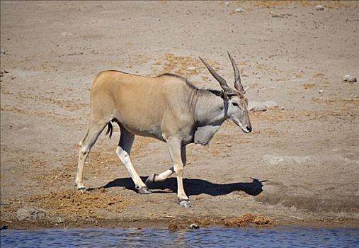 普通,大羚羊,水坑,埃托沙国家公园,纳米比亚,非洲