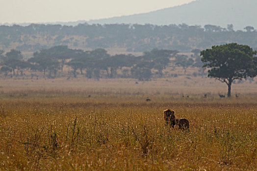 狮子,雄性,塔兰吉雷国家公园,坦桑尼亚