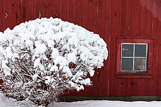 美国,佛蒙特州,积雪,灌木,正面