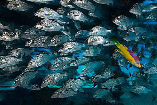 水下,侧面视角,鱼群,坎昆,墨西哥