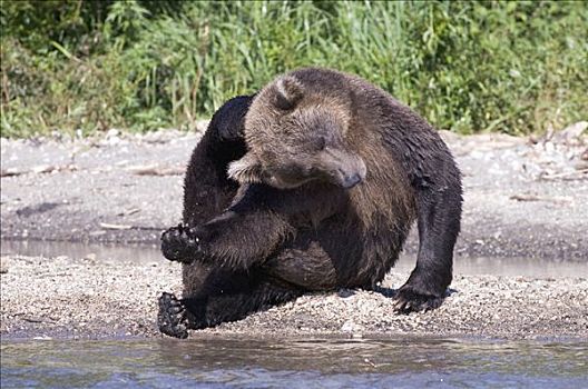 棕熊,挠,头部,堪察加半岛,俄罗斯
