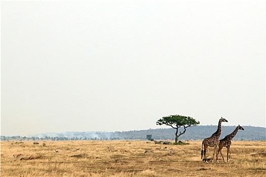 长颈鹿,情侣,大草原