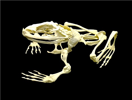 青蛙,骨骼